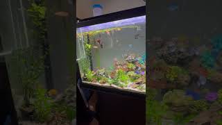 fish aquarium water love fyp fypシ゚ happy nature bass bassfishing public [upl. by Ham]