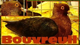 Bouvreuil Archangel  Columba livia  Pigeon  Salon de lAgriculture 2016  09032016 [upl. by Onateyac]