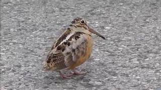 American Woodcock groovin to Staying Alive [upl. by Noside]