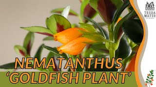 NEMANTHUS GOLDFISH PLANT Vibrant Blooms for Your Indoor Garden Nematanthus gregarius [upl. by Eitac]