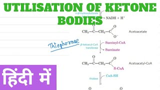 Utilization of Ketone Body in Hindi [upl. by Annawyt]