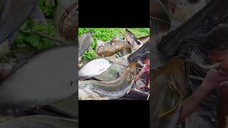 Fishing Video incredible fishing until fish jump into the boat fishingwithnet fishing netfishing [upl. by Etiam21]