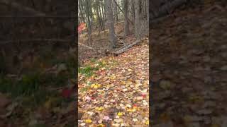 Oromocto Wetlands Walk [upl. by Lombardi]