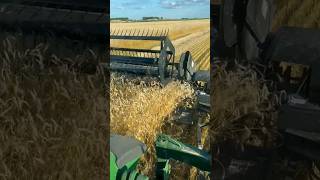 Harvest 2024 Operations shorts farming tractor automobile agriculture technology claas deere [upl. by Jaquenetta302]