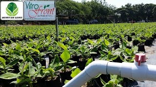 Producción In vitro de Banano en quot VITRO FRONT quot  Berstan Agro por Stanley Bernard [upl. by Behl158]