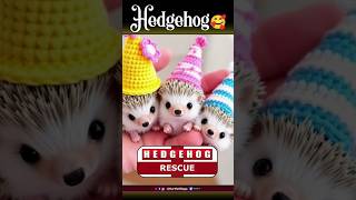 Hedgehog Rescue💖Hedgehog Ki Jaan Bachai hedgehog [upl. by Neelrac690]