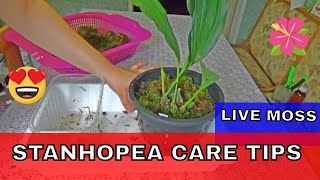 Stanhopea Care Tips  repotting stanhopea orchid in live moss [upl. by Areem514]