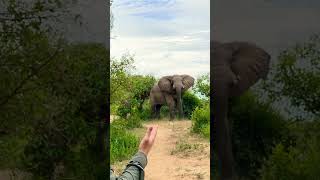 Gonarezhou National Park wildlife wildsafari safaritour elephant animals [upl. by Assenal391]