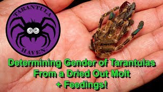 Determining the Gender of a Tarantula From a Dried Out Molt  Feedings [upl. by Rehpotsirhk740]