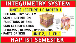 Structure and Function Of Skin  Integumentary System  Ch 1 Unit 2  Hap 1st semester b pharmacy [upl. by Jesh]