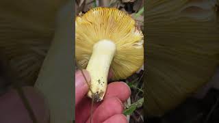 Russula aurea Identifica este excelente comestible [upl. by Margarete]