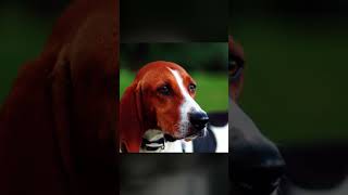 Treeing Walker Coonhound  Name Explanation [upl. by Samale]