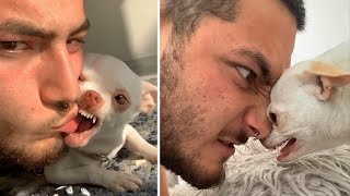 OMG Funny amp Angry Chihuahua Videos  Try Not To Laugh  Cool Pets [upl. by Cowie]