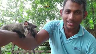 කලවැද්දෝ  The Asian palm civet  Unseen Lanka [upl. by Nosac836]