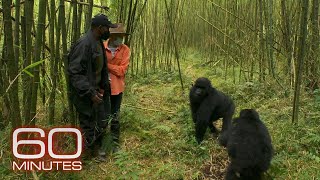 How Lesley Stahl got up close with mountain gorillas in Rwanda [upl. by Tabbie401]