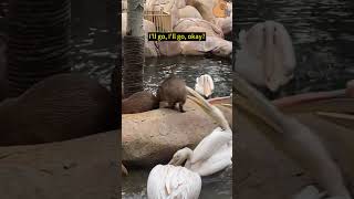 Why do pelicans always want to eat capybaras cute capybara funny animals [upl. by Cherianne]