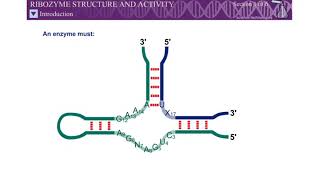 Animation Ribozyme Structure and Activity Molecular Biology of the Gene SD LIFE SCIENCE [upl. by Brian]