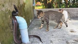 Feral cats are chasing a big snake out of their house [upl. by Anear406]