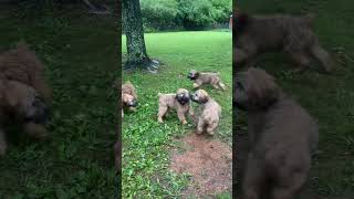 Wheaten terriers ready for adoption Sept 2023 softcoatedwheatenterrier wheatenterrier [upl. by Rainie]