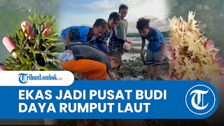 Pemda Lombok Timur Akan Budi Daya Rumput Laut dalam Skala Besar di Desa Ekas Buana [upl. by Anuhsal]