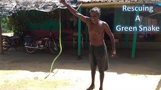 Green Snake  Rescuing the green snakes  indian non venomous snakes [upl. by Akcirahs264]