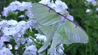 A Luna Moth Takes Flight [upl. by Hadsall433]