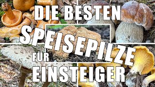 Die 10 besten Speisepilze für Anfänger  Risikoarme Pilze die man auch als Einsteiger sammeln kann [upl. by Mallory]