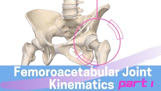 Hip Joint Biomechanics Femoroacetabular Joint Kinematics Open Kinematic Chain [upl. by Dnalrah384]