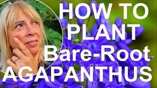 How to Plant and Grow Bare Root Agapanthus  Lily of the Nile [upl. by Wall]