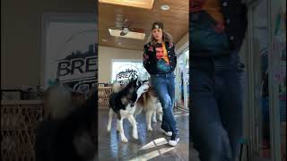 Dog Training Warm Up alaskanmalamutes dogtraining dogtricks [upl. by Nocam]