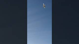 Trumpeter Swan Circling The Decoys Followed By A Tundra Swan Kill [upl. by Ynohtnad44]