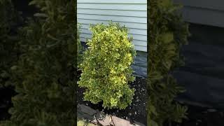 Golden Euonymus  moderate to fast growing evergreen shrub [upl. by Hewitt]