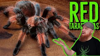 Top 10 RED Tarantulas that YOU NEED [upl. by Shanda]