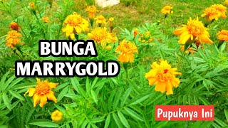 Cara Menanam Bunga Marigold  Marry Gold Plant [upl. by Perry438]