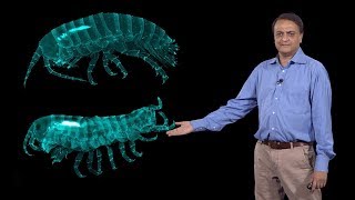 Nipam Patel MBL 3 Homeotic Hox Genes and Evolution of Crustacean Body Plan [upl. by Adnirual]