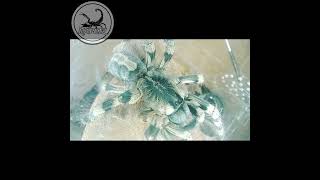 Poecilotheria Formosa [upl. by Middle]