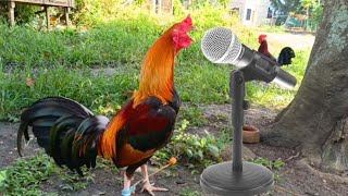 Rooster Crowing Sound [upl. by Aennil]