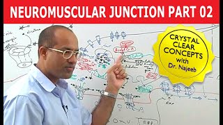 Neuromuscular Junction  Dr Najeeb  Part 22 [upl. by Rachel98]