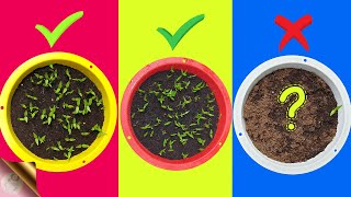 7 FATAL MISTAKES Why Seeds Not Germinating or Sprouting [upl. by Adlitam]