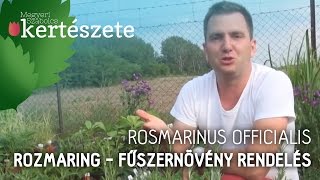 Rosmarinus officinalis  Rozmaring  Fűszer növény rendelés online [upl. by Enialedam939]