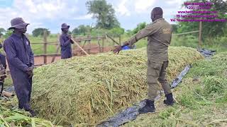 Making of surface silage  silage making for suger graze in the very cheap way [upl. by Nicram]