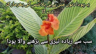 Discover Best Fast Growing Plants canna Lily varieties and flowers  تیزی سے بڑھنے والا پودا [upl. by Conant]