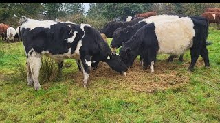 outwintering cattle in Ireland 2024 irishfarm cow shorthorn regenerativefarm [upl. by Retrak]