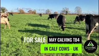 May Calving Cows TB4  UK [upl. by Naujaj]