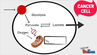 Warburg Effect [upl. by Sela343]