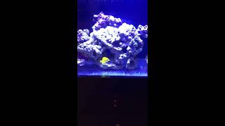 CPR AquaFuge 2 Hang on Back Refugium with Protein Skimmer [upl. by Talley]