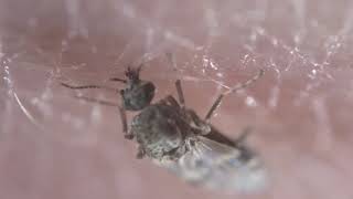 Culicoides nubeculosus adult feeding [upl. by Den]