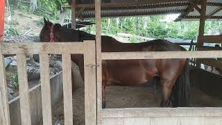 part 2 Horse farming in everyday life horse sounds riding horses horse carriages [upl. by Lucine806]