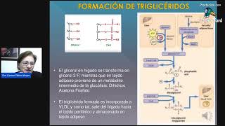 METABOLISMO DE LÍPIDOS [upl. by Niroc]