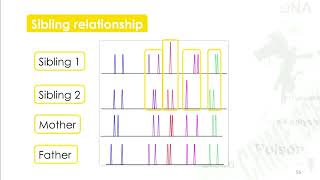 Forensic Science  43 DNA Short Tandem Repeats STR Colin Pitchfork Case [upl. by Anavas]